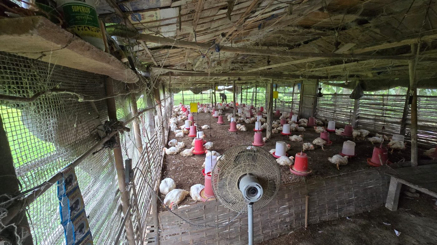 Broiler shed interior with feeders