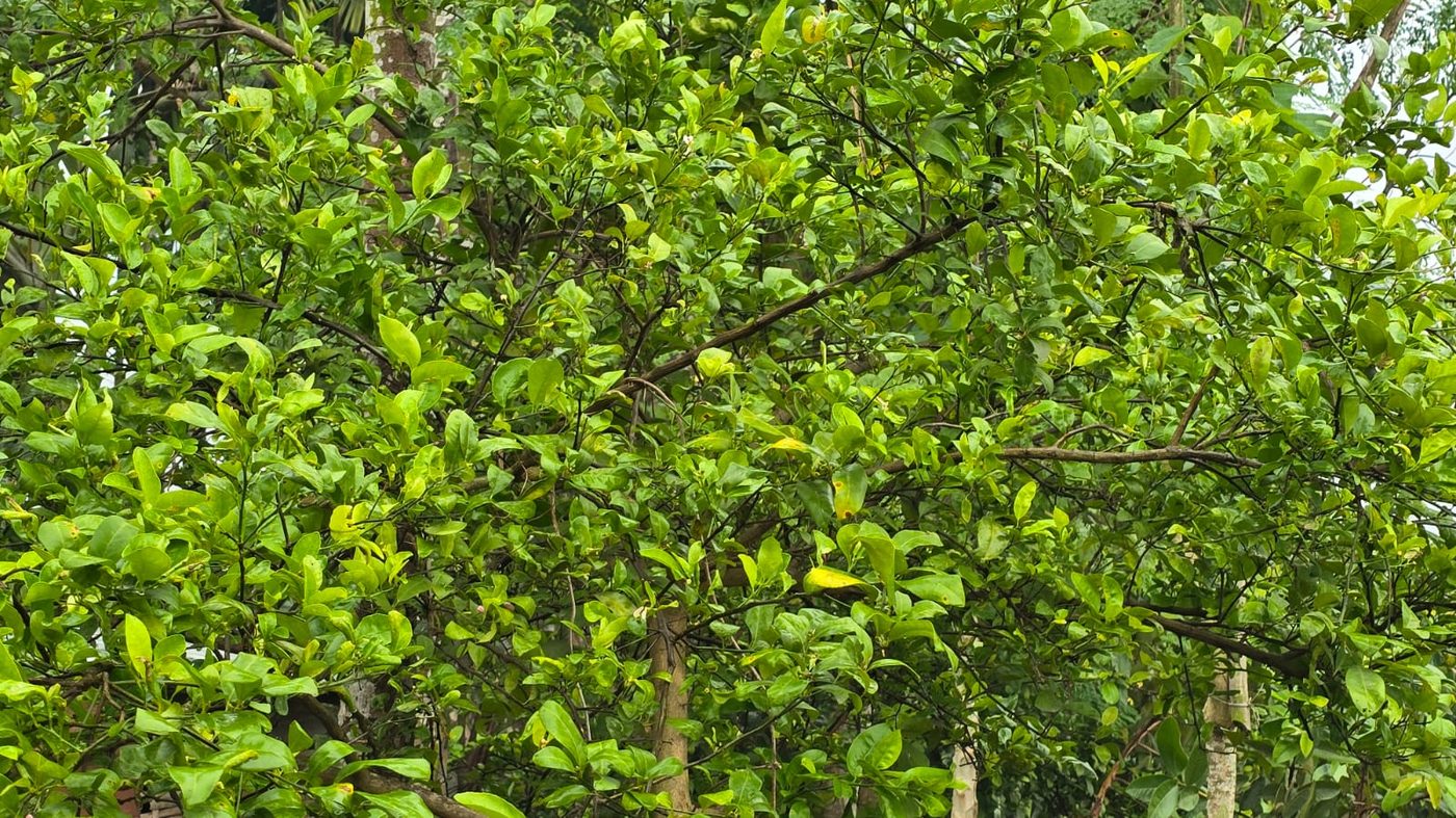 Citrus tree canopy