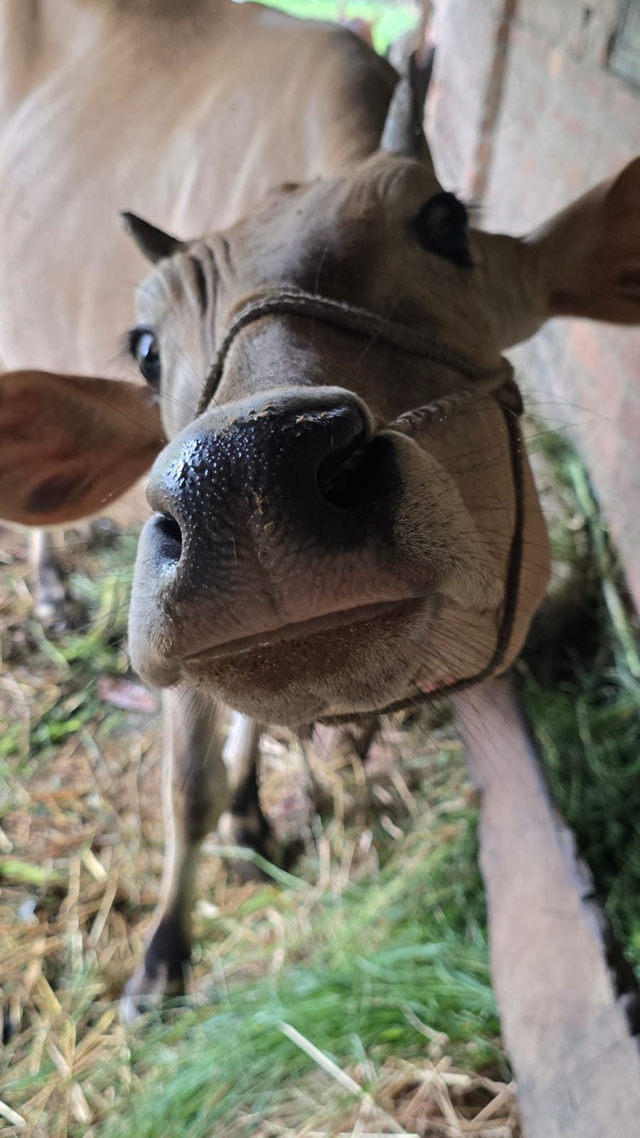 Farm cow up close
