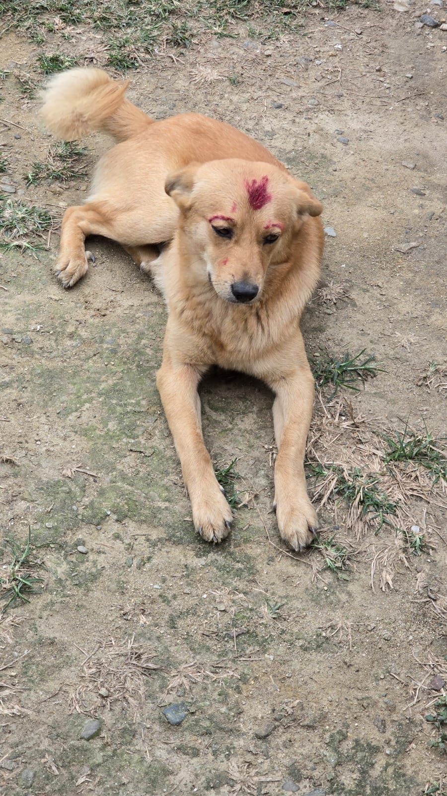 Farm dog with tika