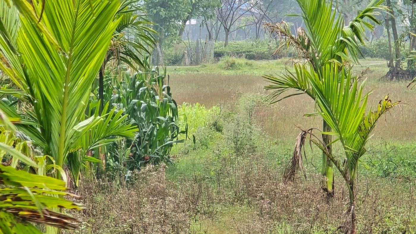 Farmland at Basnet Krishi Farm