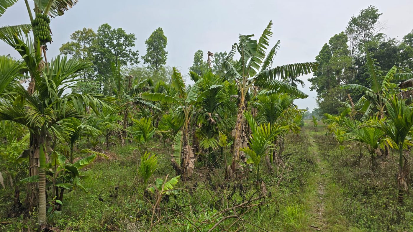 Banana bunch in the grove